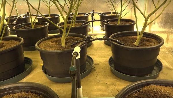 irrigazione coltivazione marijuana