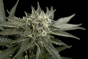 roadrunner ii la evoluci n de las autom ticas