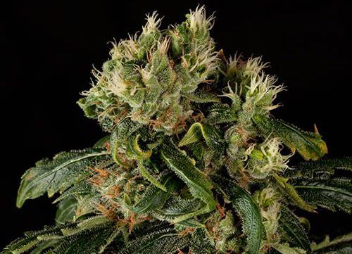 Clases y Tipos de Marihuana: Descubre las Diferencias entre Cannabis Indica, Cannabis Sativa y Cannabis Ruderalis