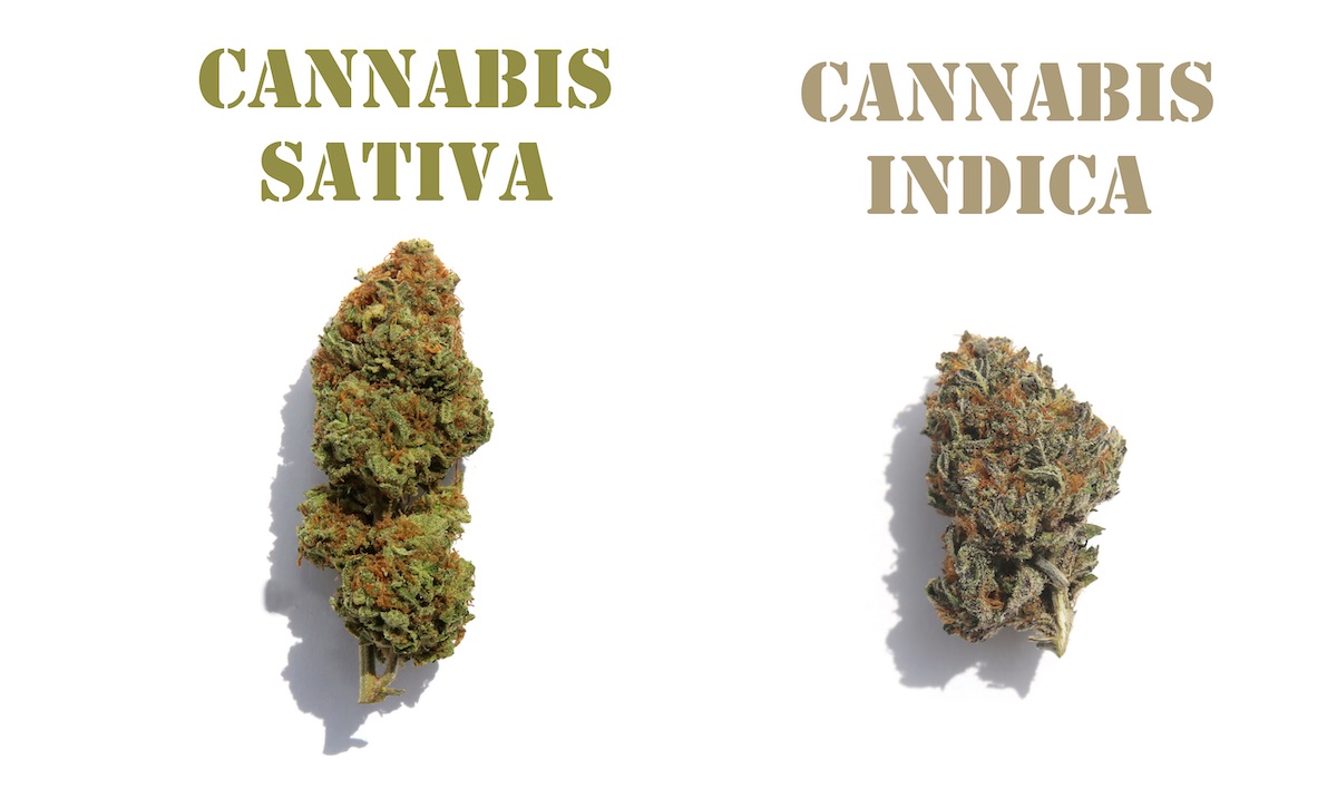 Cannabis Sativa: Morfología, cultivo, olores, sabores y efectos