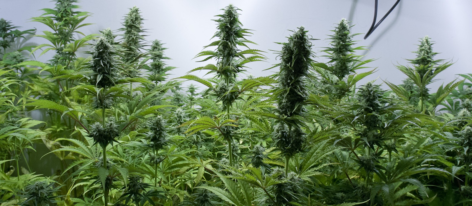 Cannabis Sativa: Morfología, cultivo, olores, sabores y efectos
