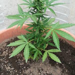 Photo of Blue Cheese Autoflowering by IceP