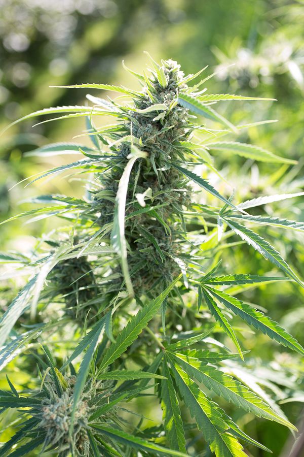 semi cannabis marijuana medicinali cbd cultiv