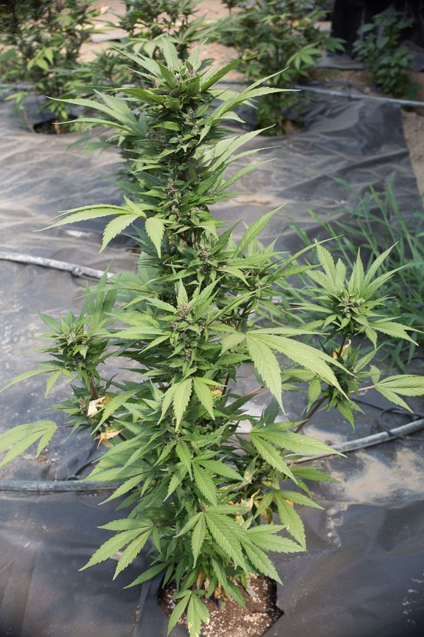 The best feminised cannabis seeds