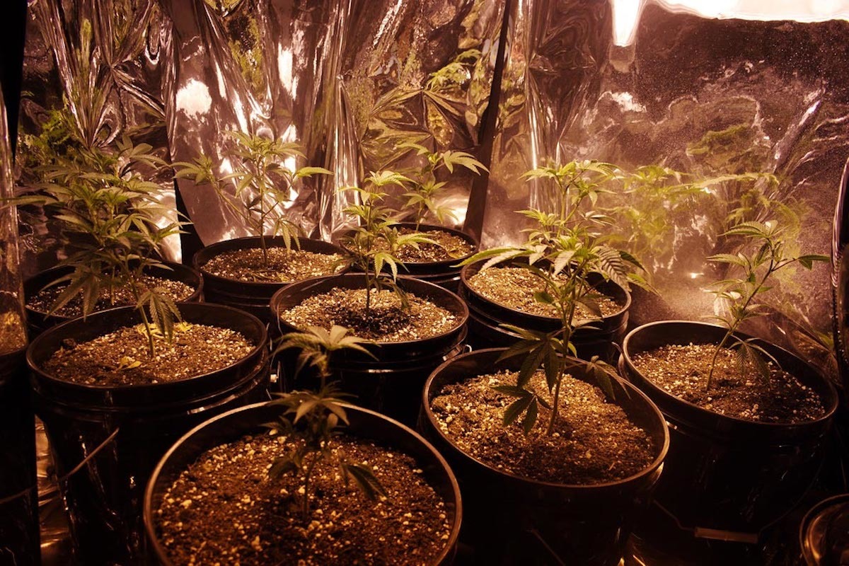 Plantas de cannabis en cultivo de interior