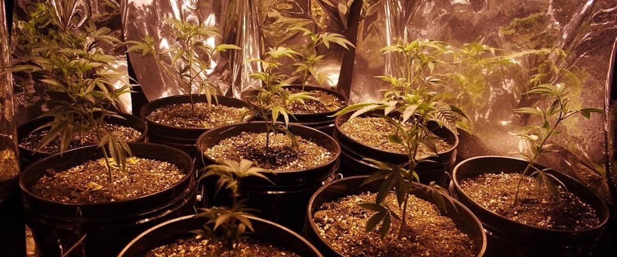 Plantas de cannabis en cultivo de interior