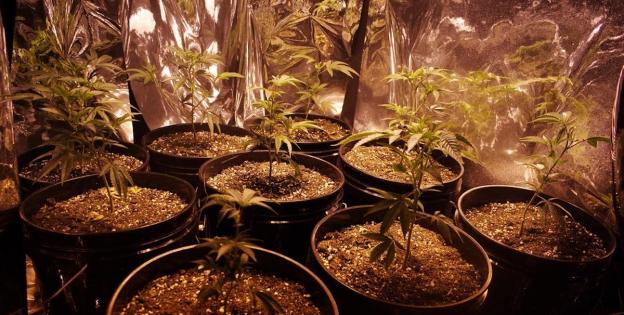 Plantas de cannabis en cultivo de interior