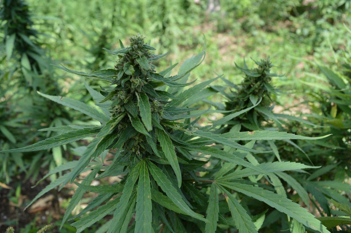autocultivo
