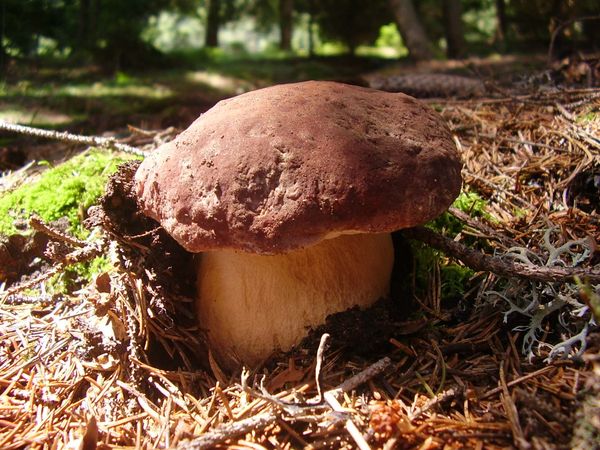 mushroom vinaigrette cannabis