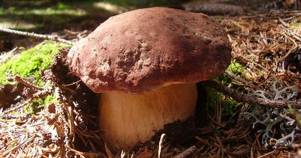 mushroom vinaigrette cannabis