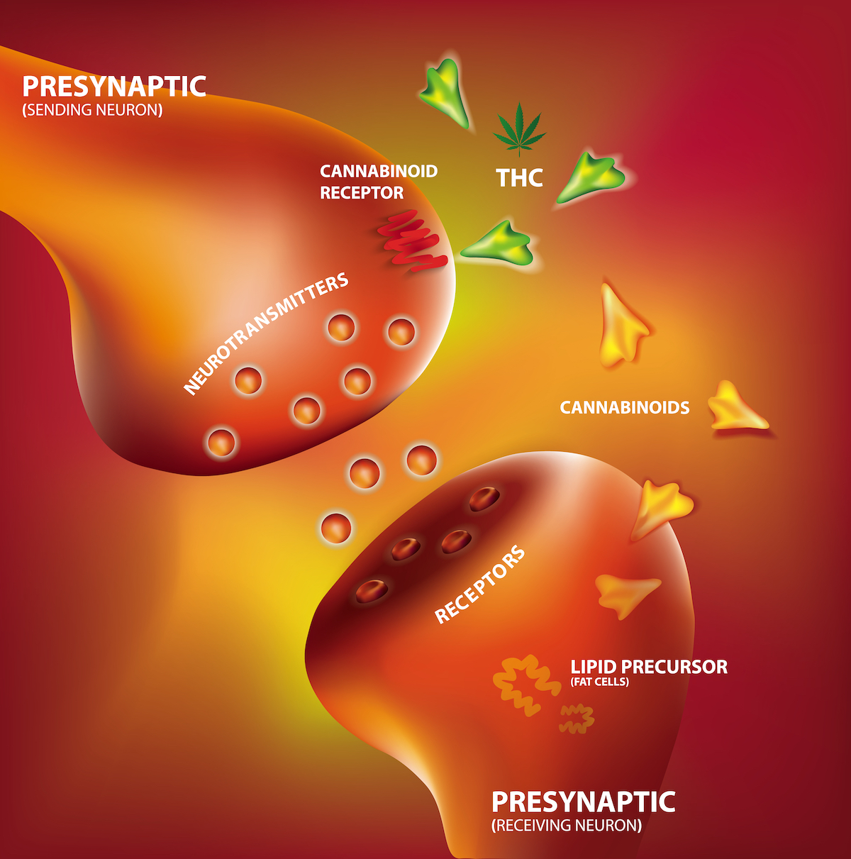 Anandamide: The Human Body's Own THC - WeedSeedShop