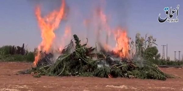 syria isis against growing marijuana