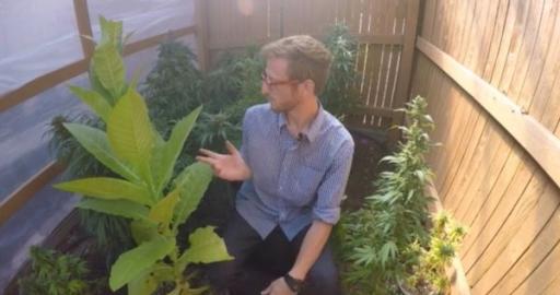 is it illegal to grow tobacco plants Why You Might Want to Add Some Tobacco Plants to Your Next Cannabis Crop