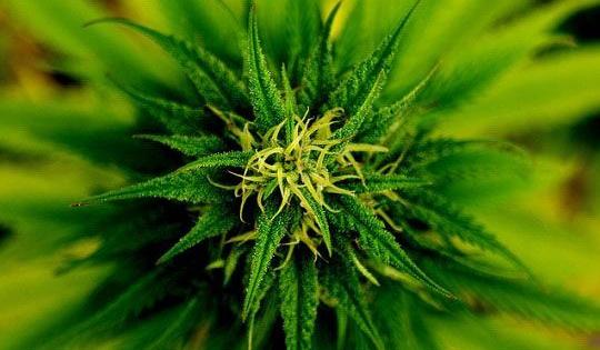 terpenes marijuana scent therapeutic properti