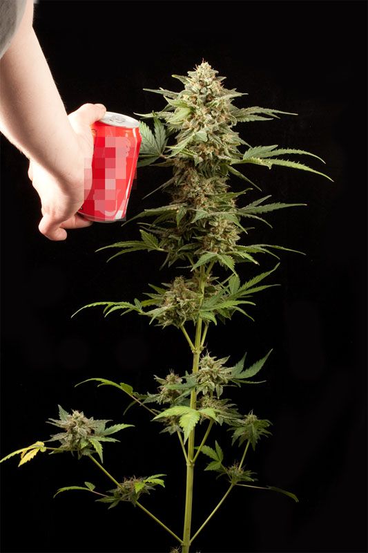 the next step on autoflowering genetics haze 