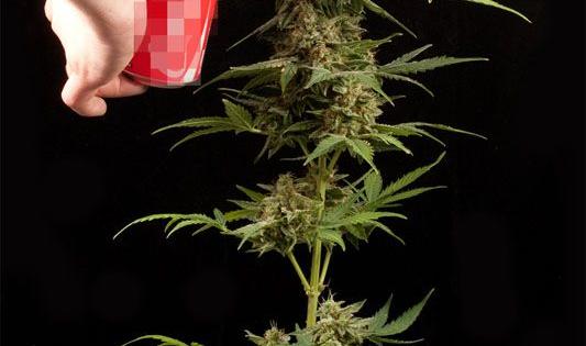 the next step on autoflowering genetics haze 