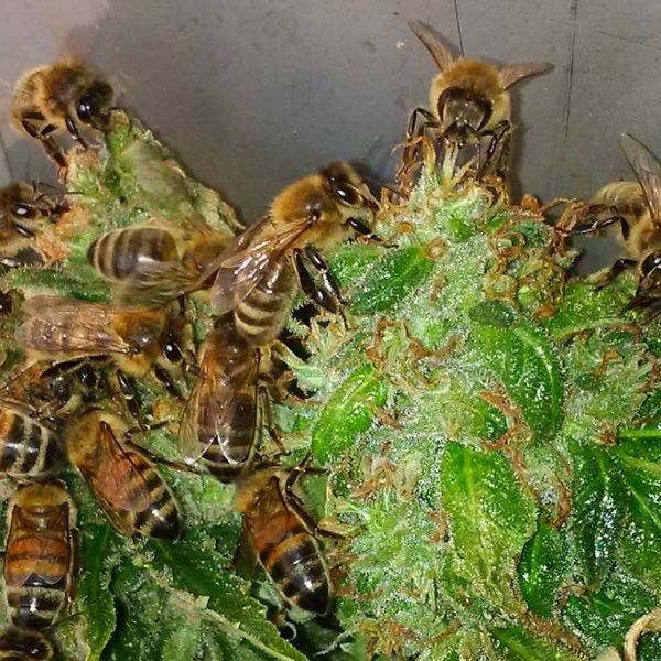 Trainerbees apiculteur abeilles marijuana