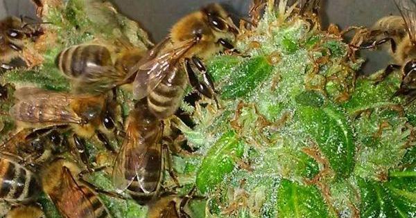 Trainerbees apiculteur abeilles marijuana