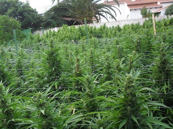 Uruguay legalisation cannabis