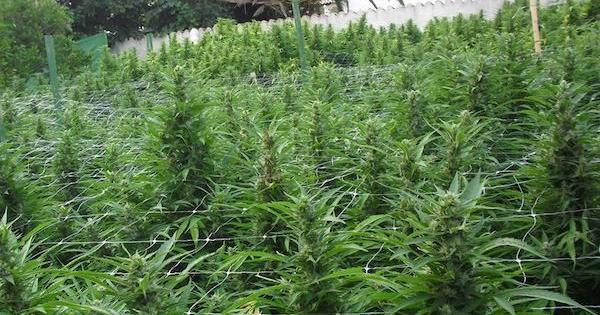 uruguay legalizzazione marijuana