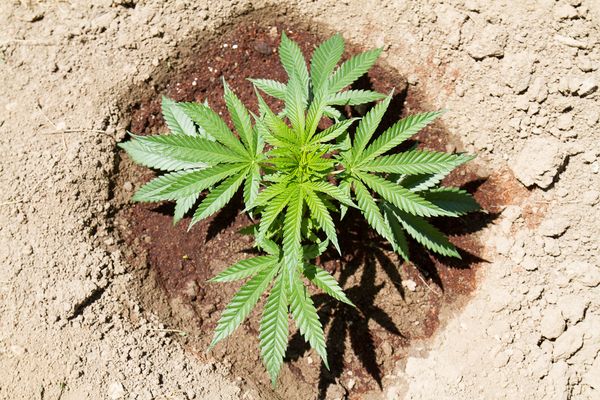 autoflowering cannabis marijuana outdoor home