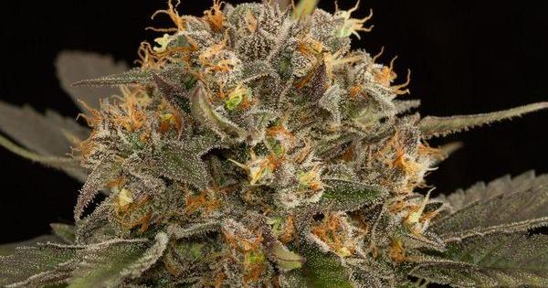 dinafem stimulating strains