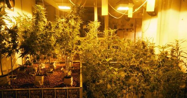 strains cannabis indoor