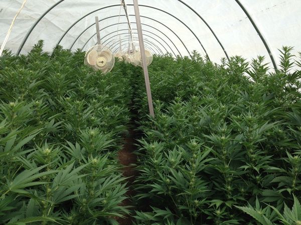 vegan organic farming cannabis