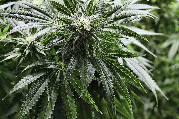 Gato de salto Escepticismo Deformación Fragancia de cannabis: así desprende la planta un aroma reconocible por tu  nariz