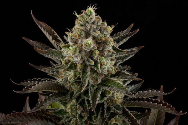 video 4k white widow dinafem