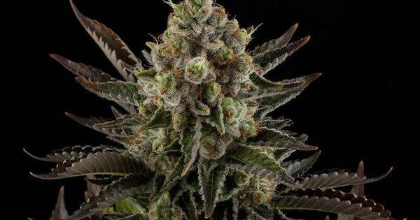 video 4k white widow dinafem