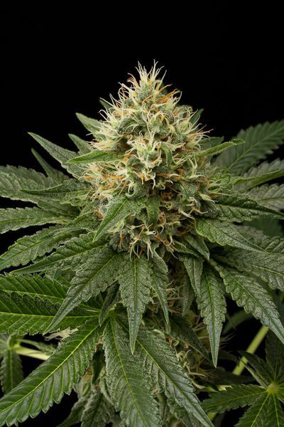 video dinachem cannabis
