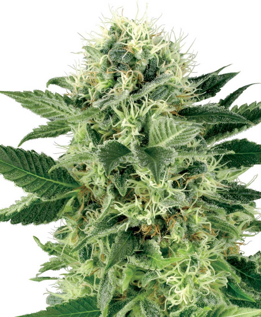 Buy Ministry of Cannabis Auto Northern Lights - Cannabis Seeds