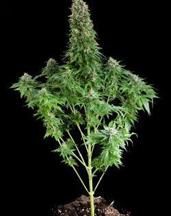 white siberian de dinafem