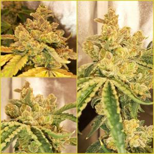 Photo of Quick Kush by Studio.W Seeds Shop 