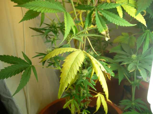 L'exemple d'une culture où le pH est trop acide