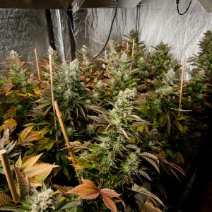 White Widow Feminisierte Hanfsamen White Widow Kaufen