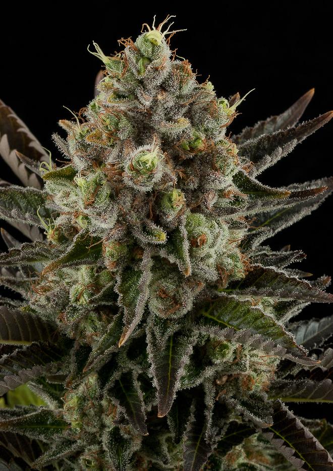 White Widow by Medical Seeds - Grow Barato