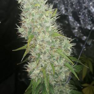 Photo of Quick Kush by Elad
