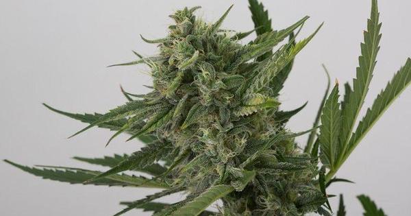 OG kush auto principal