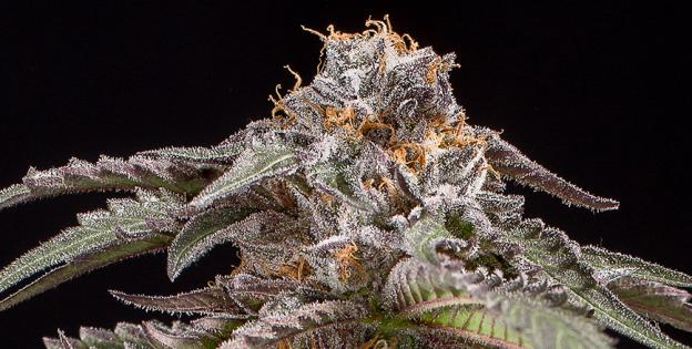 Purple Afghan Kush Dinafem Seeds