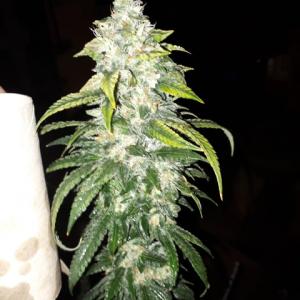 Photo of Quick Kush by zeus_kiaira