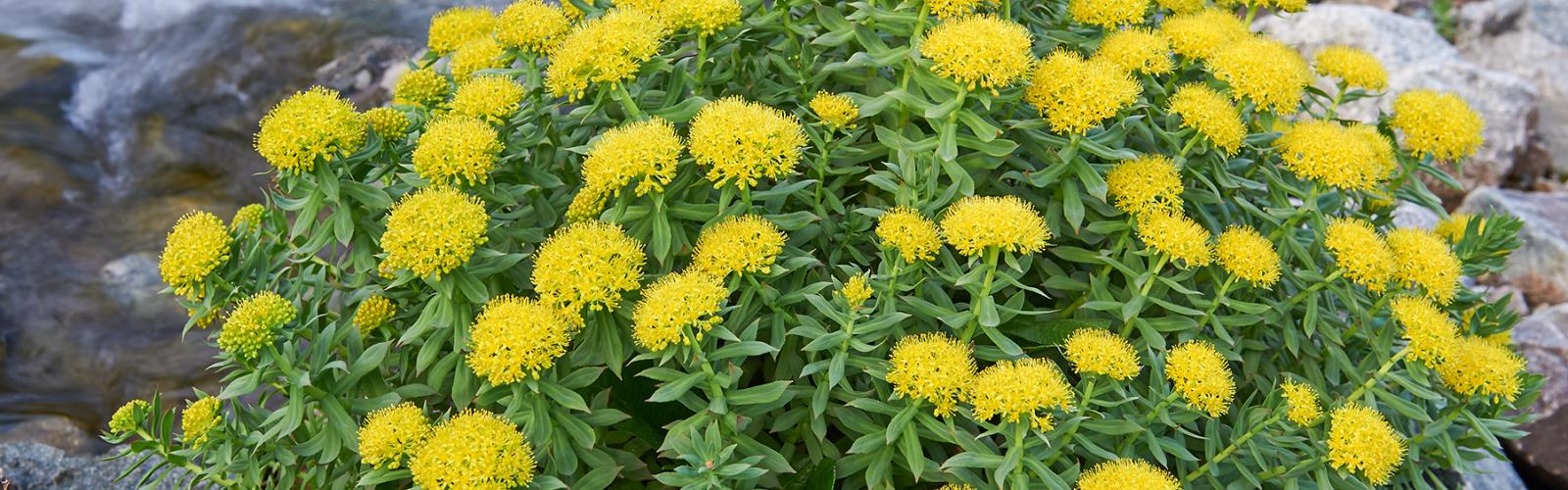 Rhodiola planta del mes Dinafem Seeds