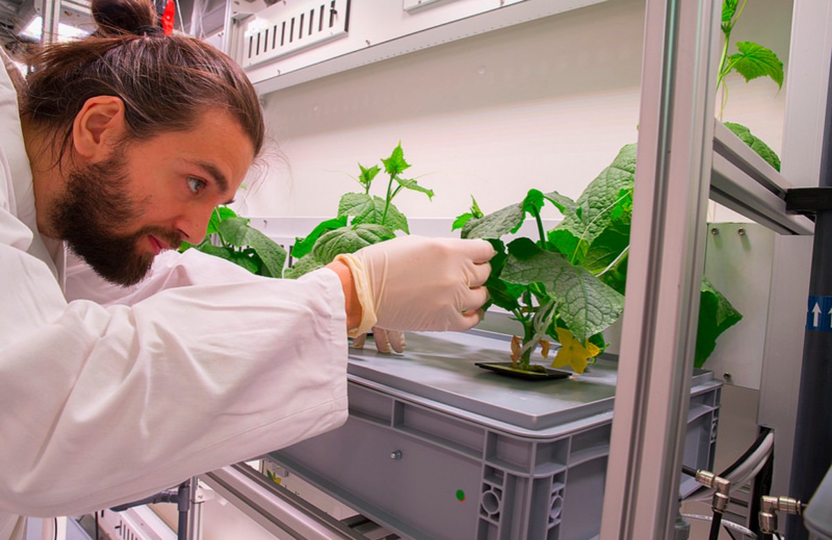 Aeroponía metodo de cultivo