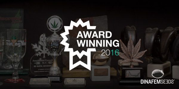 best strains cannabis marijuana cheese critic