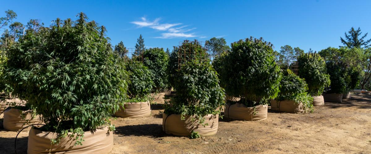 How To Grow Giant Cans Plants In, Big Outdoor Pot Plants