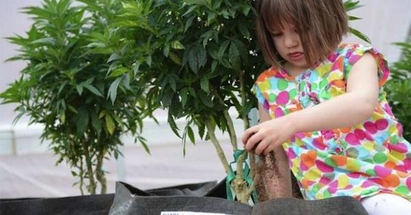 charlotte web congress