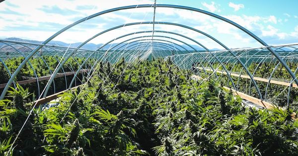 clima cultivo cannabis