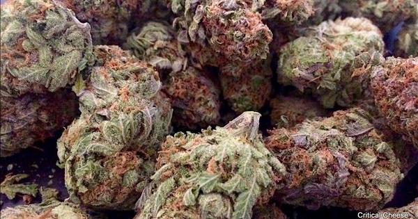 critical cheese smoke report fr