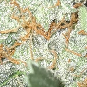 Photo of Quick Kush by Gabriel
